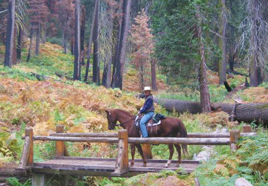 horse and rider crossing a bridge