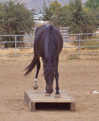 horse at liberty crossing bridge