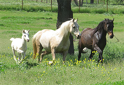 Morgan mares and foal