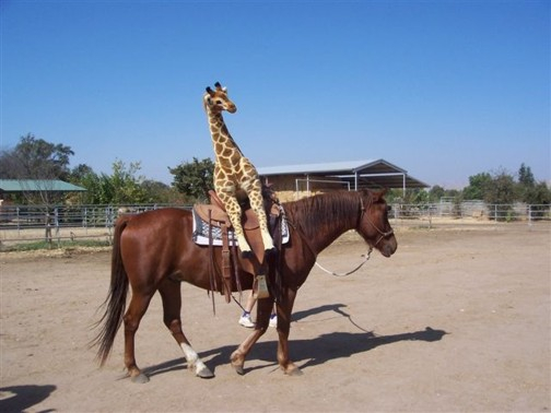 horse with stuffed giraffe in the saddle