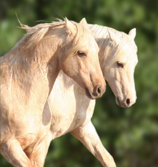 Two palomino stallions