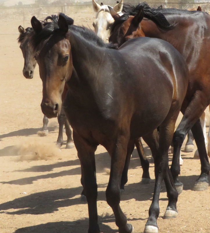 bay morgan filly